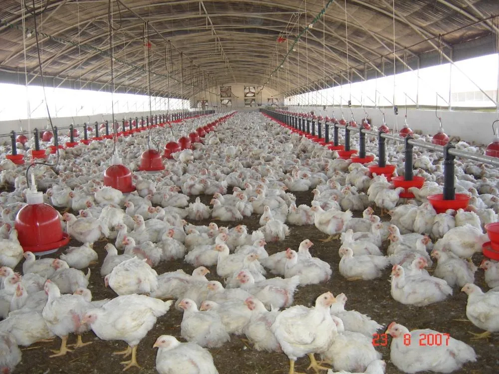 La filière avicole génère un chiffre d’affaires de 36,9 milliards de dirhams et emploie 142.000 personnes de manière directe et 328.000 indirects.