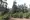 Ifrane: 55.000 arbres de cèdre plantés pour reconstituer l'écosystème brûlé