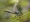 Le dasher bleu ou Pachydiplax longipennis 