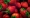 L'ONSSA annonce l'absence de contamination des fraises marocaines par l'Hépatite A et le Novovirus.
