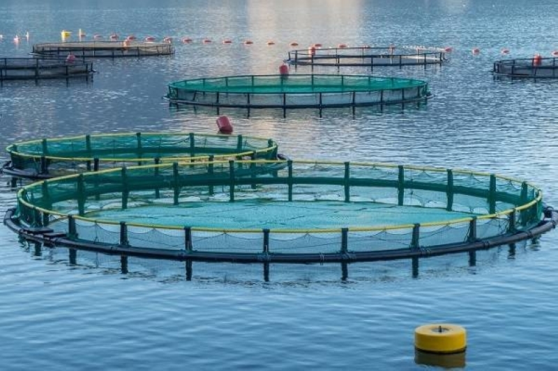 En 2024, 200 fermes aquacoles ont été installées selon l'ANDA.