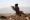 أحد عناصر القوات الشرعية خلال اشتباكات مع ميليشيات الحوثي وصالح في صرواح (أ ف ب)