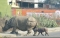 



صغير وحيد القرن قبل مصرعه     (Kathmandu Post)