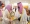 






الأمير محمد بن سلمان لدى رعايته حفل سباق الخيل السنوي على كأسي ولي العهد لجياد الإنتاج والمستورد أمس                                             (واس)