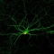 



الخلايا العصبية           (Science daily)
