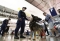 كلاب شرطة أوساكا