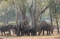 



مجموعة أفيال في إحدى الغابات              (مكة)