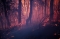 حريق غابات أستراليا (وكالات)