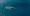 محميات طبيعية لقرش الحوت في البحر الأحمر (مكة)