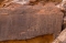






لوحات صخرية في موقع الشويمس تظهر استخدام الكلاب في الصيد         (مكة)