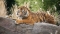 154-162232-sumatran-tiger-indonesia_700x400