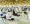 عدد من المصلين في المسجد النبوي يتقيدون بالتدابير والتعليمات (أنس الحارثي)  