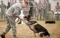 



تدريب لأحد كلاب الجيش الألماني               (مكة)