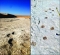 آثار أقدام لبشر عمرها 120 ألف سنة (مكة)