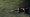 رجل وابنه يلعبان بأفعى الباتيك التي يبلغ طولها سبعة أمتار ووزنها 220 كجم في كامبونج تيتي تيراس.
