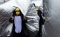 



نشطاء يرتدون زي طيور البطريق          ( د ب أ)