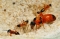 



مجموعة من النمل