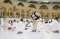 






عامل يوزع مياه زمزم داخل المسجد الحرام               (مكة)