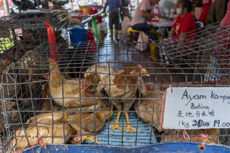 Chickens are seen at the Jalan Pudu market in Kuala Lumpur on May 17, 2022. Chicken prices have risen by over 14 per cent, according to the DOSM.  - Picture by Shafwan Zaidon