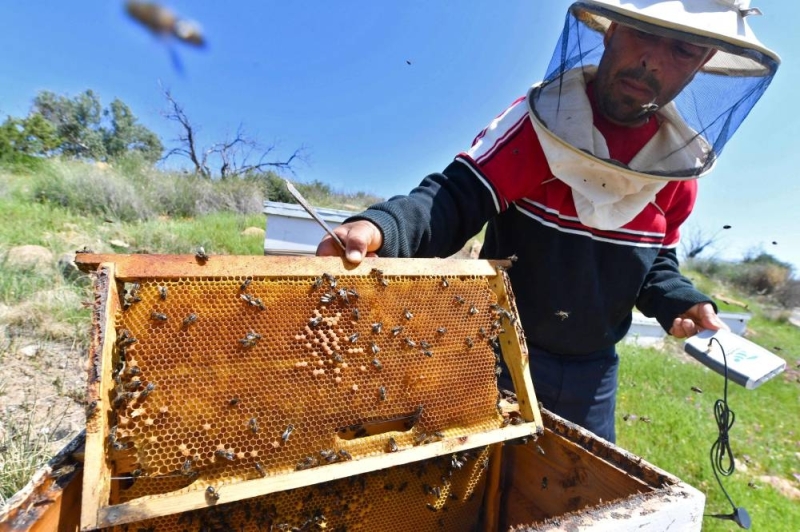 Tunisian beekeeper Elias Chebbi, holds a honeycomb in one hand and in the other, a locally-made SmartBee device that remotely monitors internal factors in real time and accesses key performance indicators inside his hives, in the northern Tunisian area of Testour, in the Beja province, on April 8, 2022. — AFP pic
