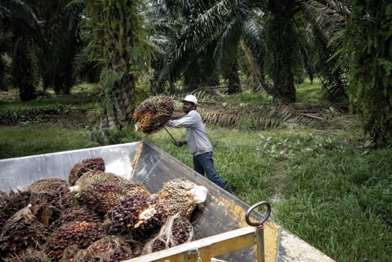File picture of workers collecting palm oil fruit at a plantation in Sepang. To allow the business sector to recover from the pandemic, Chong Chieng Jen said the Sarawak government must play its role to make sure that the procedures for recruiting foreign labour were simplified. — Picture by Shafwan Zaidon File picture of workers collecting palm oil fruit at a plantation in Sepang. To allow the business sector to recover from the pandemic, Chong Chieng Jen said the Sarawak government must play its role to make sure that the procedures for recruiting foreign labour were simplified. — Picture by Shafwan Zaidon