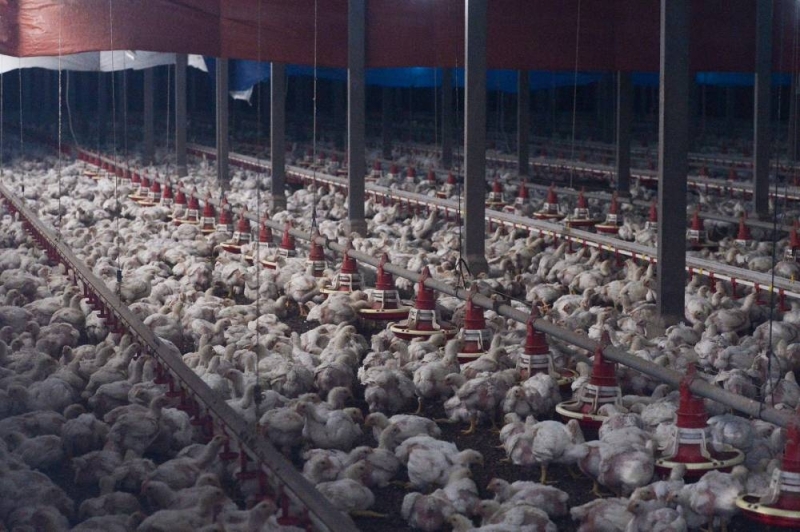 Plus tôt ce mois-ci, le Premier ministre Ismail Sabri a annoncé l'arrêt de l'exportation de ses poulets par la Malaisie à partir du 1er juin jusqu'à ce que les prix et l'offre dans le pays se stabilisent.  — Photo de Miera Zulyana