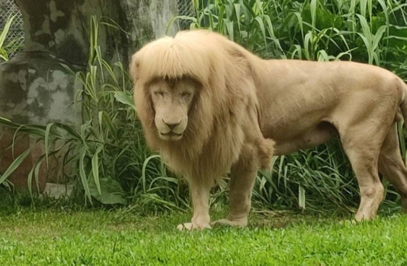 Lion in China zoo turns heads for sporting bangs, goes viral as keepers deny  giving it a haircut | Malay Mail