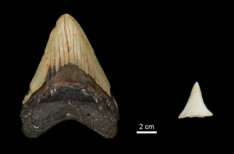 Tooth size comparison between the extinct shark megalodon and a modern great white shark is seen in this undated image. — Picture by Max Planck Institute for Evolutionary Anthropology/Handout via Reuters