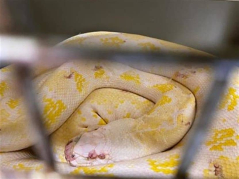 One of the pythons seized from Pulenthiran Palaniappan's container truck. — National Parks Board pic via TODAY