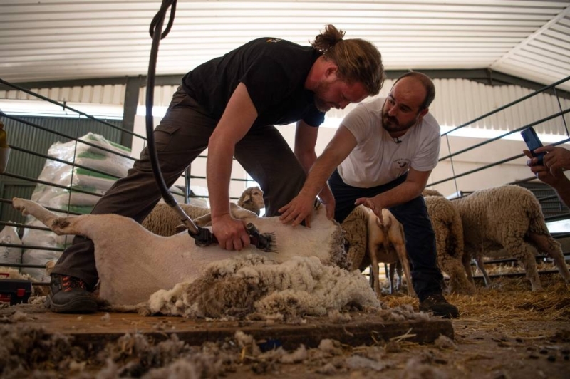 El esquilador profesional José Rivero (derecha) da instrucciones a Thibault Cohier, un estudiante francés que aprendió a cortar ovejas el 13 de mayo de 2022, en la escuela de pastores de la finca Cobrado en Casar de Casares.  - Imagen AFP