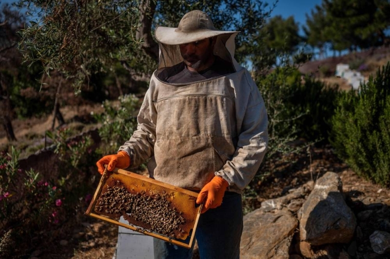 Στις 8 Ιουνίου 2022, ένας ψυχικά ασθενής υπάλληλος διατηρούσε μια κυψέλη μελισσών σε μια φάρμα που ονομάζεται «Το Καίσαρμα του Έρπη», που διευθύνεται από κοινοτικό συνεταιρισμό του ψυχιατρικού τμήματος Δωδεκανήσου στο νησί της Λέρου στην Ελλάδα.  - Εικόνα ETX Studio