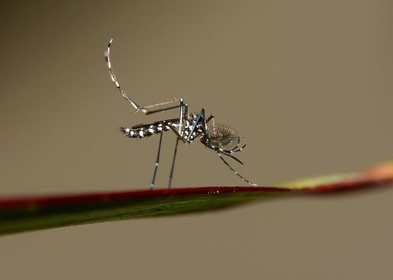 The number of dengue cases in Sarawak is rising with one death recorded in the first half of this year. — IMNATURE/Istock.com pic via AFP The number of dengue cases in Sarawak is rising with one death recorded in the first half of this year. — IMNATURE/Istock.com pic via AFP