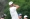Brooks Koepka plays his shot from the eighth tee during the second round of the US Open golf tournament at Brookline, Massachusetts, June 17, 2022. — John David Mercer-USA TODAY Sports via Reuters 