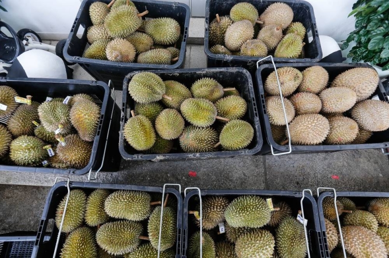 Last year, Johor produced 121,898 tonnes of durian involving 31,255 growers and 19,171 hectares, with Tangkak district being the top producer. —  Picture by Sayuti Zainudin 