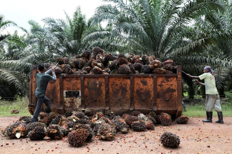 官僚打嗝后印尼棕榈油工人抵达马来西亚| 马来西亚马来邮件 – 马来邮件