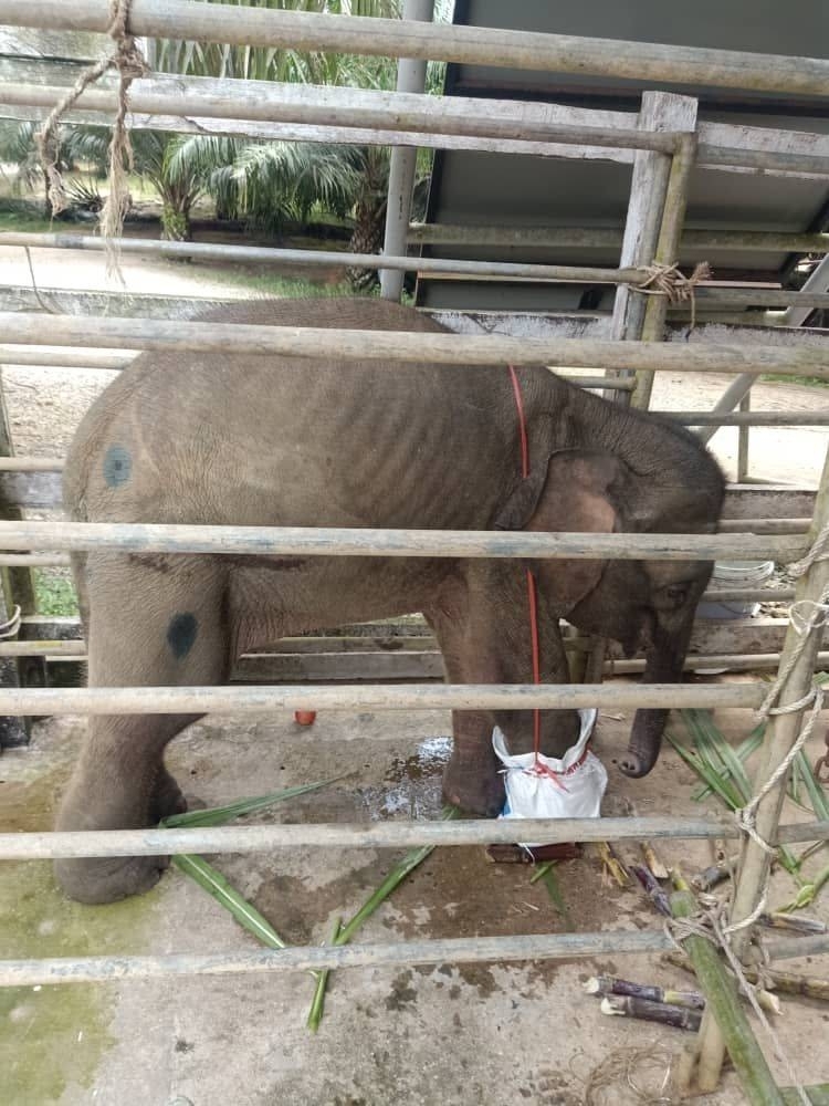 Baby elephant caught in snare in Sabah dies after foot amputated | Malay  Mail