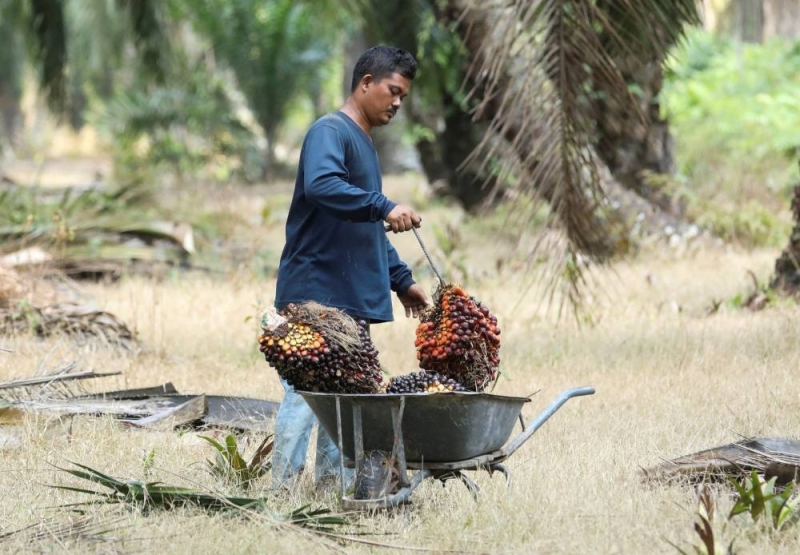 马来西亚棕榈油公司居林接收第一批大流行后移民工人| 马来西亚马来邮件 – 马来邮件