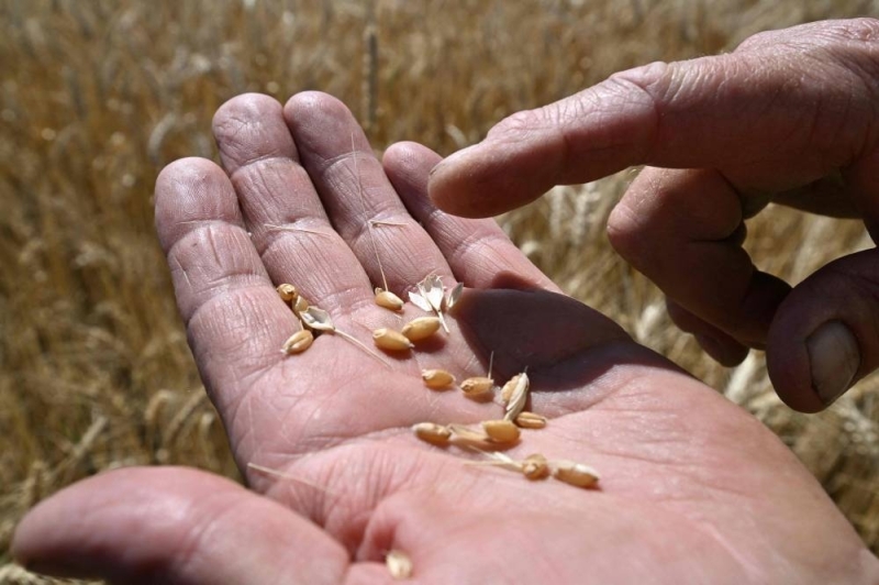 Farmer Serhii Liubarsky, 59, shows wheat grains at a wheat field next to Rai-Oleksandrivka village, on July 1, 2022, amid Russia’s military invasion launched on Ukraine. ― AFP pic