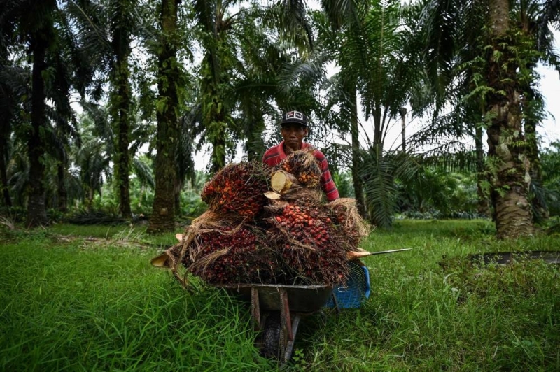 收成苦：马来西亚棕榈油农民面临劳动力紧缩-马来邮件