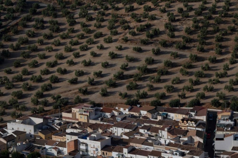 La sequía amenaza la cosecha de 'oro verde' en España