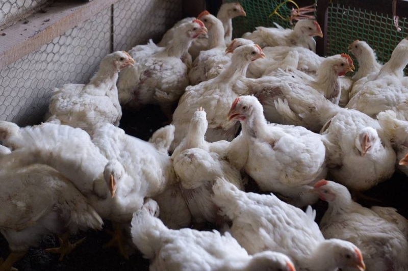 经过数月的短缺，农业部长表示马来西亚现在鸡肉供应过剩-马来邮件