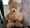 UK police catch fugitive who tried to give them the slip by hiding in giant teddy bear