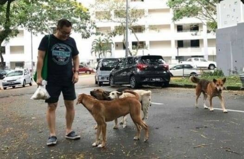 Malaysia's food price hikes forces some rescuers, feeders to cut down on food for strays