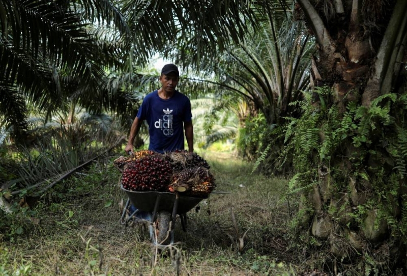 劳动力短缺使马来西亚连续第三年遭受棕榈油损失