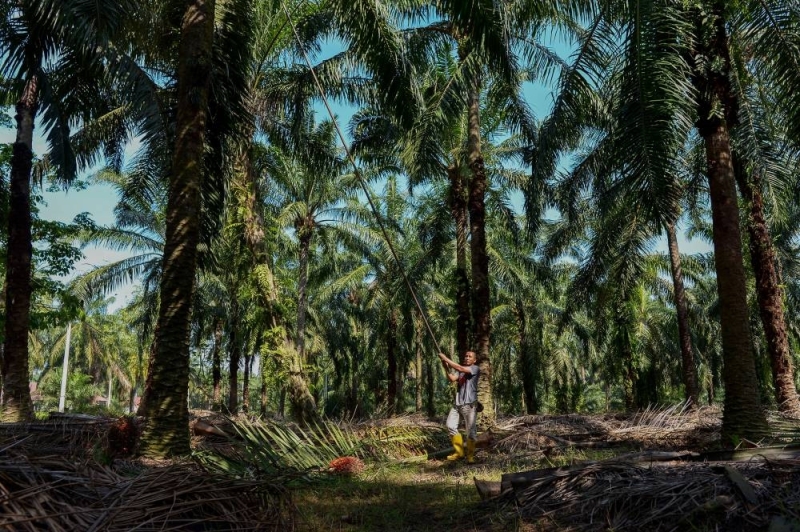 马来西亚和其他亚洲国家的农民种树以提高棕榈油产量，幼苗短缺减缓步伐