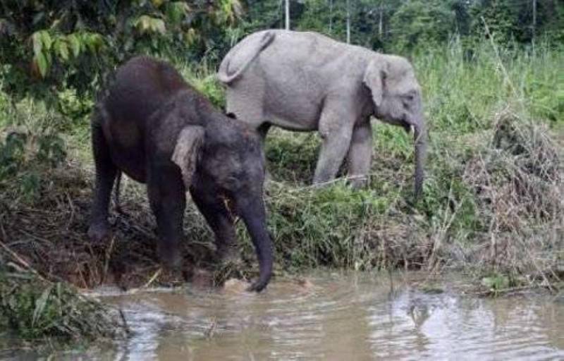 Sabah is making early efforts to prevent Borneon's wild cattle and elephants from becoming extinct