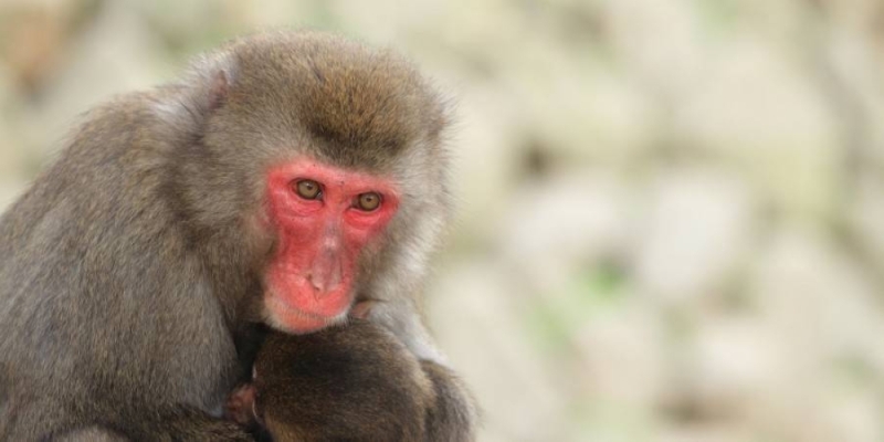 Controversial monkey study reignites animal testing debate | Malay Mail