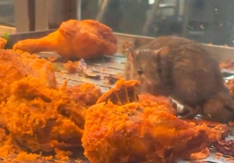 MPAJ to revoke licence of restaurant with rat seen eating fried chicken