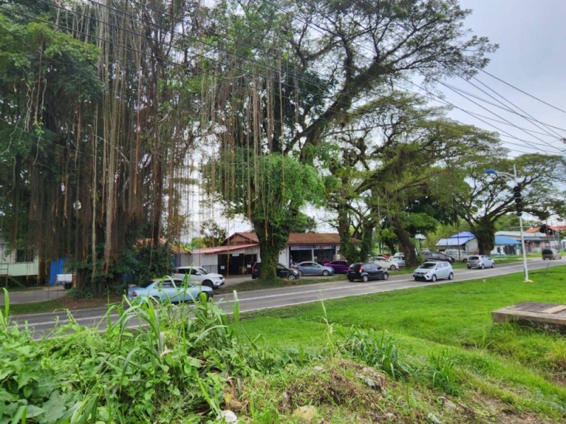 Penampang residents wants 100-year-old trees to be preserved amidst talk of demolishing to make way for Pan Borneo Highway Penampang residents wants 100-year-old trees to be preserved amidst talk of demolishing to make way for Pan Borneo Highway