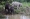 Bornean elephant fatally gores handler in Sabah park